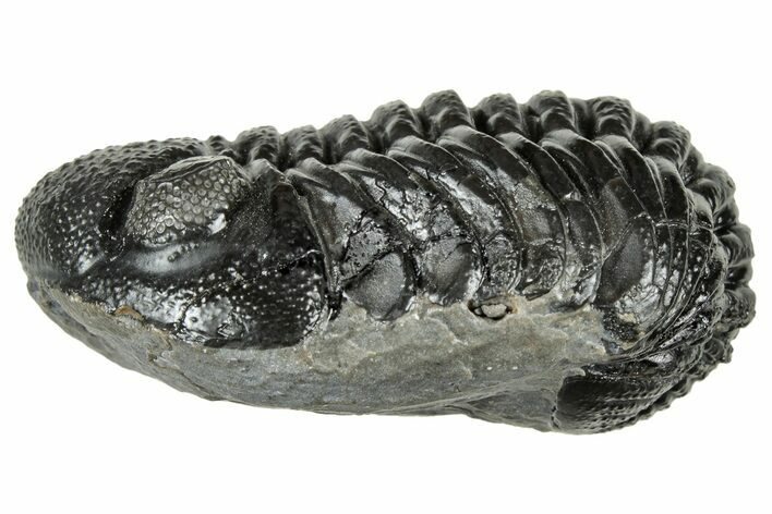 Long, Curled Morocops Trilobite - Morocco #323510